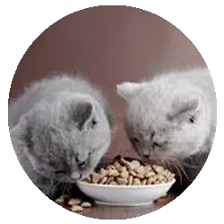 Kitten Food